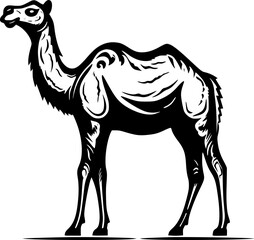 Camel | Black and White Vector illustration