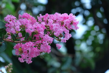 真夏の青空に映える