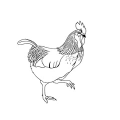 Big handsome rooster with a plucked tail walks around the poultry yard. Vector illustration in the style of doodles.