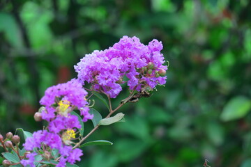 真夏の青空に映える