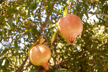 Frutos de granada en su &aacute;rbol para la cosecha