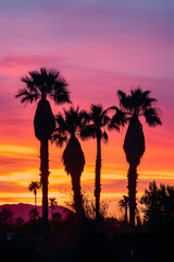 Silhouetted Palm Trees at Vibrant Sunset