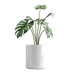 Tropical house monstera plant in modern pot or vase side view isolated on transparent background