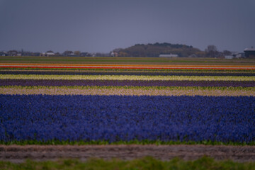 Fototapeta premium Landscape at dusk with a field of purple hyacinths in bloom in Netherlands. Cultivation of bulb flowers in rows (Hyacinthus orientalis) in the plains in rainy weather