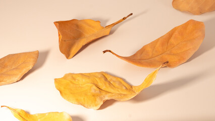 Dry leaf on white backgrounds, Dry leaf close up on the white background