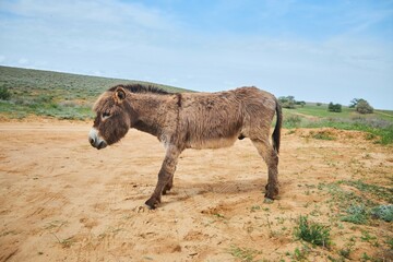 Fototapeta premium The animal is a donkey. A pet for riding or transporting heavy loads.