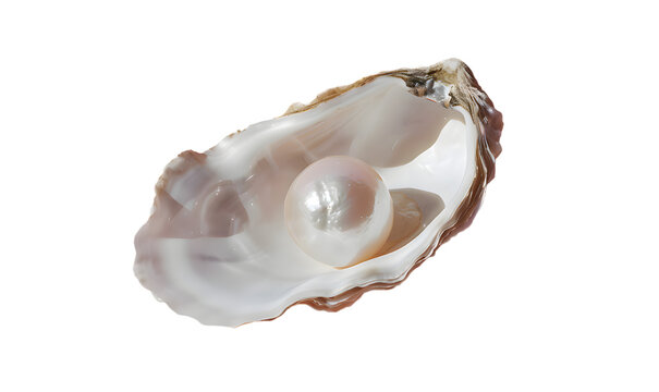 Oyster with pearl isolated on transparent background