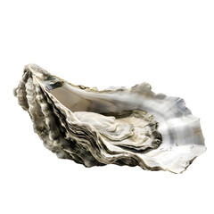 Oyster shell isolated on transparent background