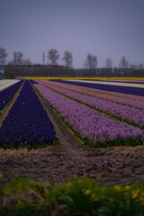Landscape at dusk with a field of purple hyacinths in bloom in Netherlands. Cultivation of bulb flowers in rows (Hyacinthus orientalis) in the plains in rainy weather