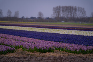 Landscape at dusk with a field of purple hyacinths in bloom in Netherlands. Cultivation of bulb flowers in rows (Hyacinthus orientalis) in the plains in rainy weather