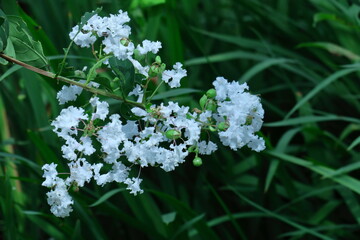 真夏の青空に映える