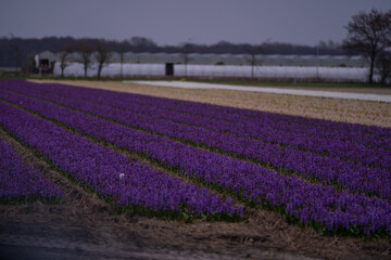 Landscape at dusk with a field of purple hyacinths in bloom in Netherlands. Cultivation of bulb...