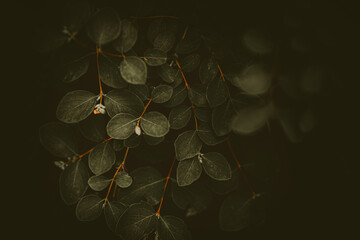 Beautiful branches of a bush, with green leaves, in the twilight of a summer evening, capturing the beauty of nature and plants.