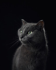 An enigmatic grey cat with luminous green eyes is captured in profile against an inky black...