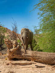 Desert elephant on the banks of the dry Ugab river, Namibia - 757291396