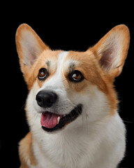 A cheerful Pembroke Welsh Corgi dog with a bright expression against a black background. The dog's lively eyes and open mouth suggest a playful and friendly disposition