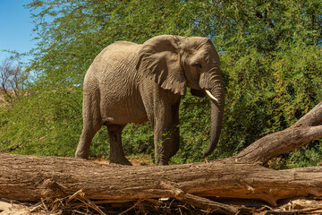 Desert elephant on the banks of the dry Ugab river, Namibia - 757292305