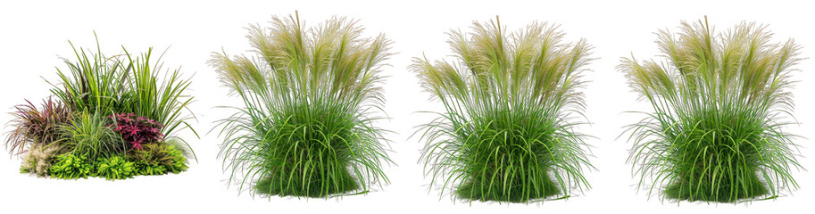 Napa ornamental grass species in clusters with a white background Close up of Swamp Foxtail grass seed spears isolated against a soft on transparent background png