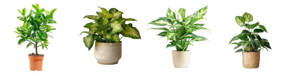 Collection of potted indoor palm plants, houseplants in various decorated green vases, isolated on a transparent background with a PNG cutout or clipping path - obrazy, fototapety, plakaty