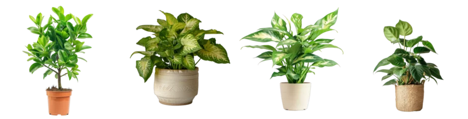 Poster Collection of potted indoor palm plants, houseplants in various decorated green vases, isolated on a transparent background with a PNG cutout or clipping path © FIAZ