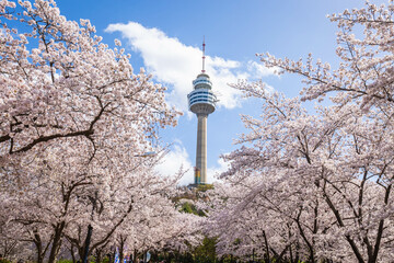 Cherry blossoms blooming in spring at E-World 83 Tower a popular tourist destination. in Daegu,South Korea.