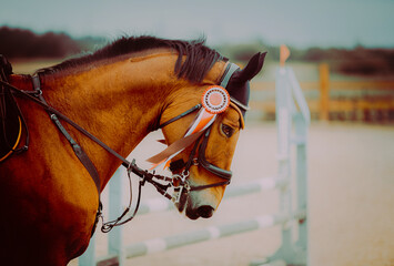 A beautiful bay horse, with a rosette on its bridle, gallops around in a show jumping contest on a...
