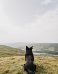 A dog sat on top of a mountain looking at the view in the English countryside - 757296521