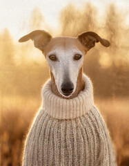 A whippet dog in a knitted jumper - 757296772