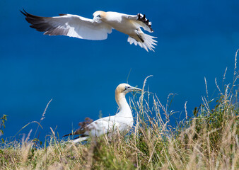 Fototapeta premium Gannets at Bempton Cliffs