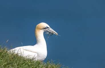 Gannet