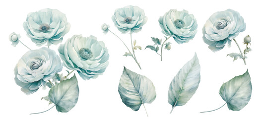 Set watercolor blue ranunculus flowers floral bouquet. Wedding concept a white background