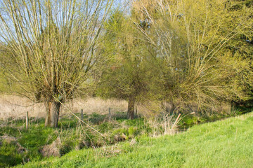 Salix caprea - willow grove.