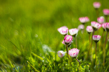 daisy flowers - soft focus - abstrackt background - 757300341