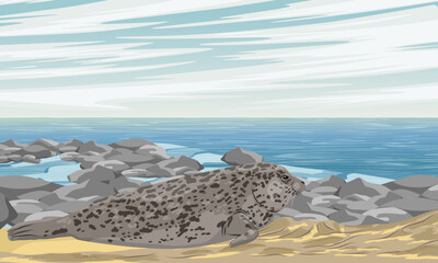 A large harbor seal rests on the sandy seashore in stone pebbles. Realistic vector landscape