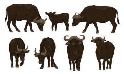 Set of African buffalo Syncerus caffer. Buffaloes and their calves stand and walk. Realistic vector animals of Africa
