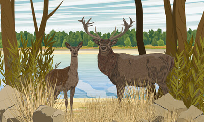 A male and female red deer stand on the bank of a river in a thicket of plants. Noble deer Cervus elaphus in the wild. Realistic vector landscape
