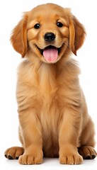 Close up portrait of adorable young puppy against plain white background, space for text or overlay