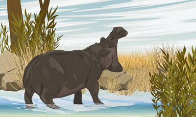 A large African hippo swims in the lake. Hippo yawns or growls. Wildlife of Africa. Realistic vector landscape