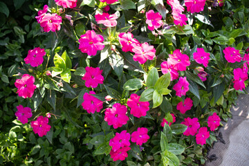 Vivid pink petunias in dappled sunlight with dew drops on the petals