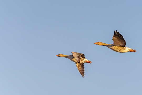 A pair of Greylag Goose flying over Richmond park in a clear blue sky in high res photos
