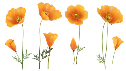 California Poppy Flower Blooming in Spring - Botanical Illustration on Transparent Background, Top View - obrazy, fototapety, plakaty
