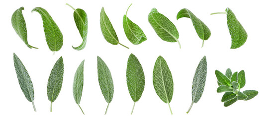 Sage leaves isolated in white. Set of flying basil leaves for design. Ingredient, spice for...