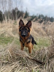 german shepherd dog