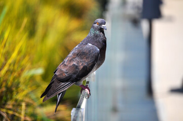 Beautiful pigeon perched on the edge of a railing
