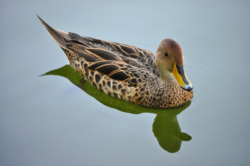 Beautiful duck and its reflection in lagoon water