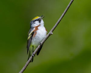 Arrival - A male Chestnut-sided Warbler sings on territory - Ontario