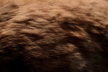 animal fur texture. orange animal fur background image