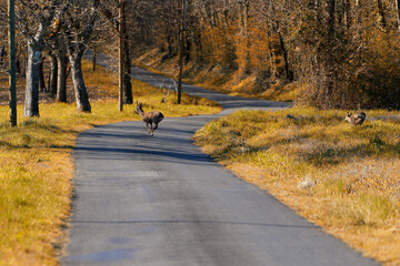 A deer runs across a country road