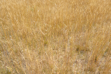 Herbes sauvages en Réserve Naturelle des Vallées de Grand Pierre et Vitain, Marolles