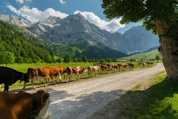 Kühe am Großer Ahornboden, Karwendelkette,  Tirol, Österreich - obrazy, fototapety, plakaty